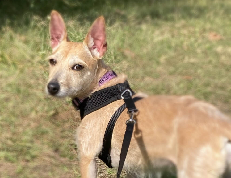 Pawsitively Petsitting in The Woodlands, TX
