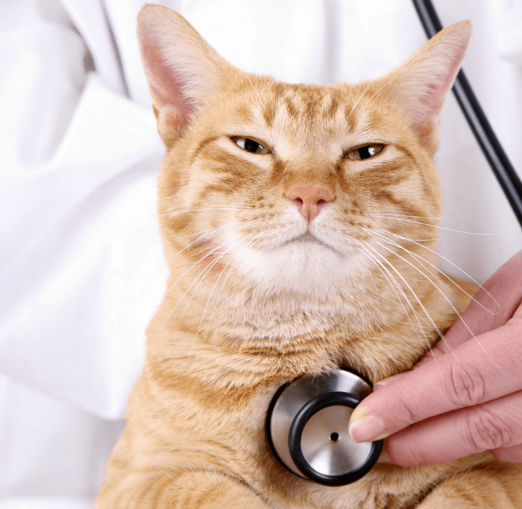 Animal Clinics Of The Woodlands