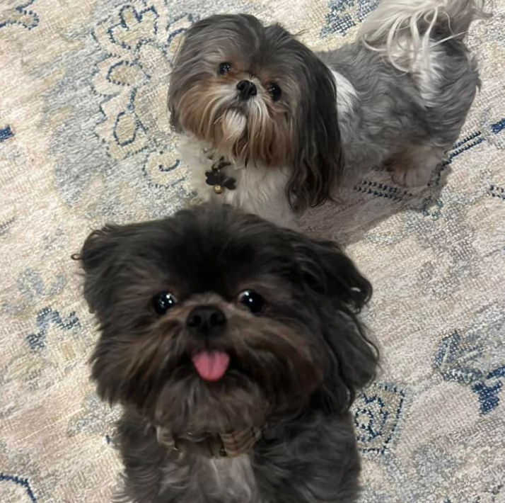 The Bryi’s Pet Sitting in The Woodlands, TX