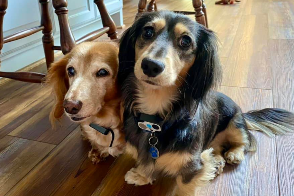 The Bryi’s Pet Sitting in The Woodlands, TX