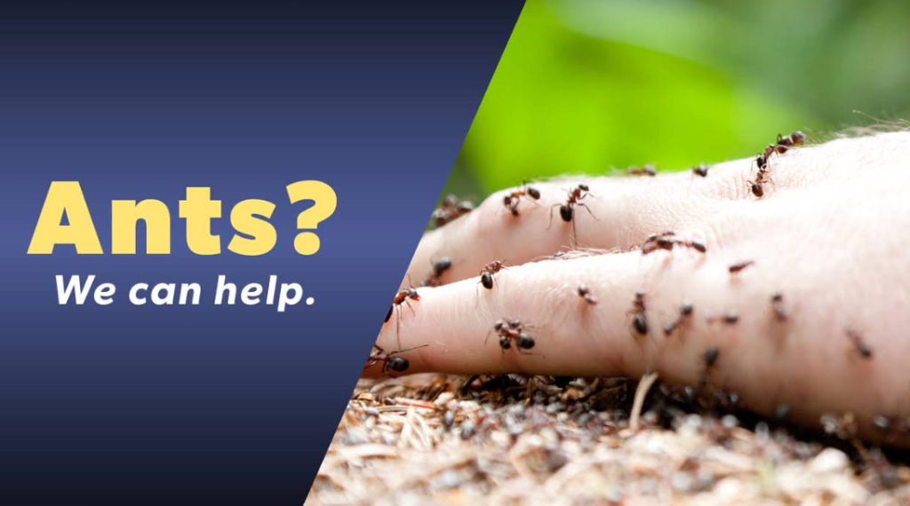 The Bug Master in The Woodlands, TX
